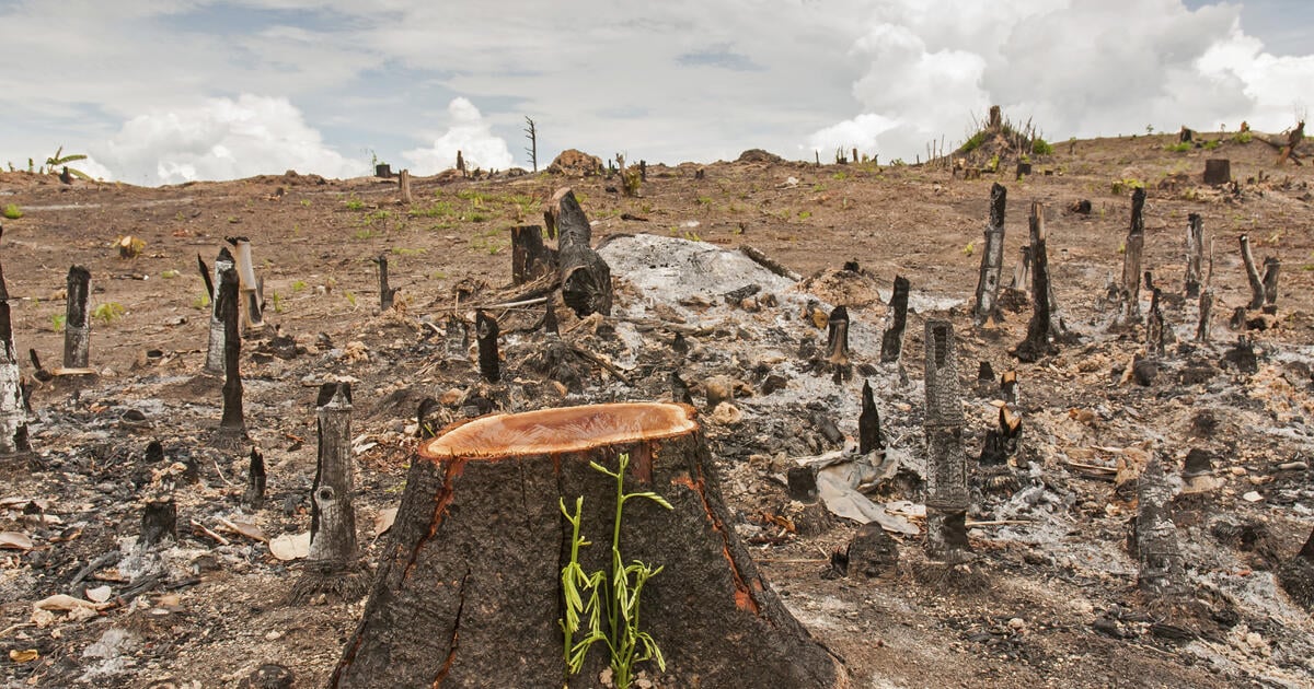 Deforestation